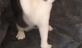 狸猫视频,揭秘萌宠日常，带你领略动物界的趣味瞬间